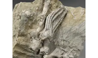 Scytalocrinus disparilis-Cladochonus