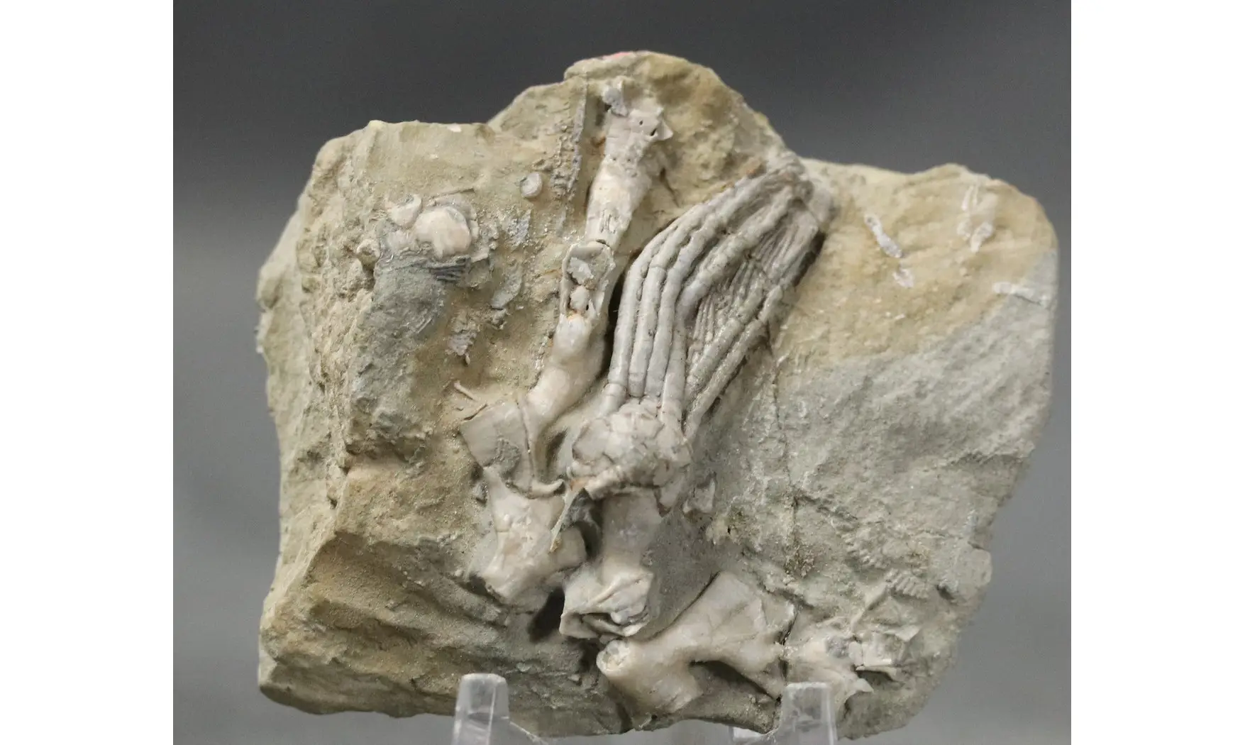Scytalocrinus disparilis-Cladochonus