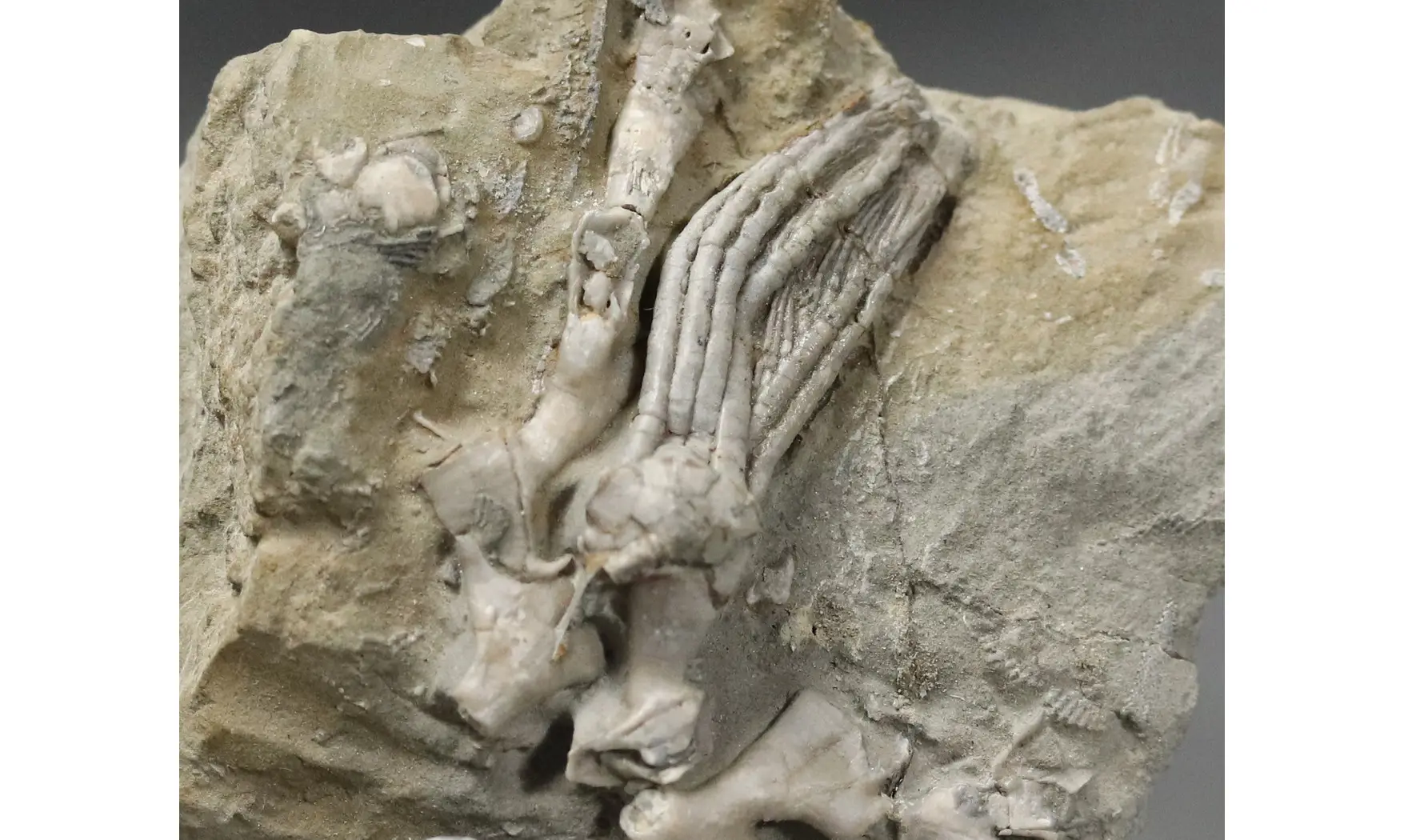 Scytalocrinus disparilis-Cladochonus