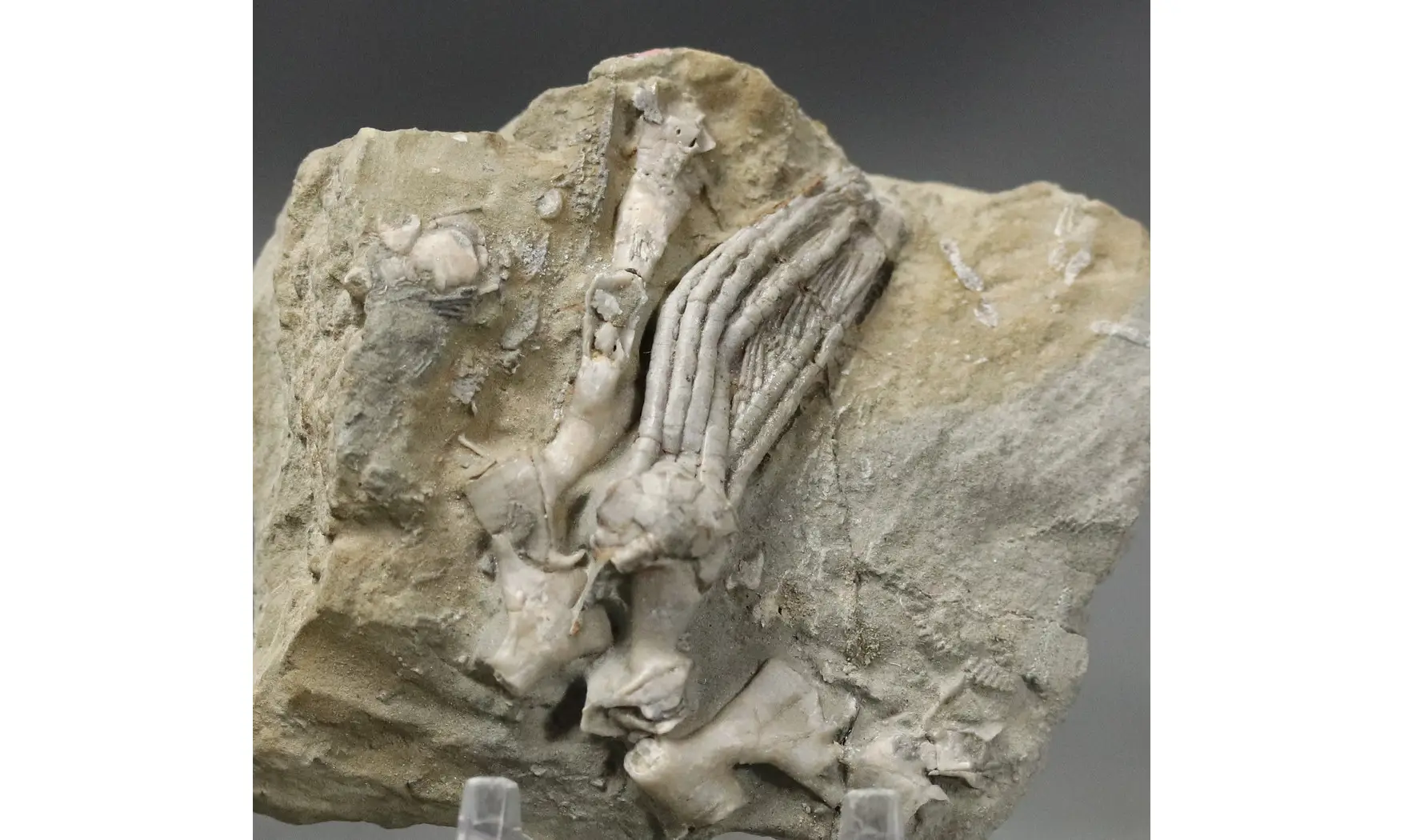 Scytalocrinus disparilis-Cladochonus
