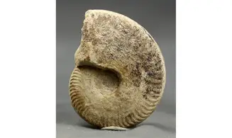 Oppelia subcostaria