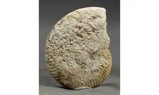 Oppelia subcostaria