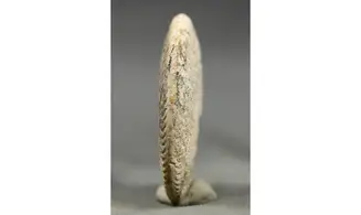 Oppelia subcostaria