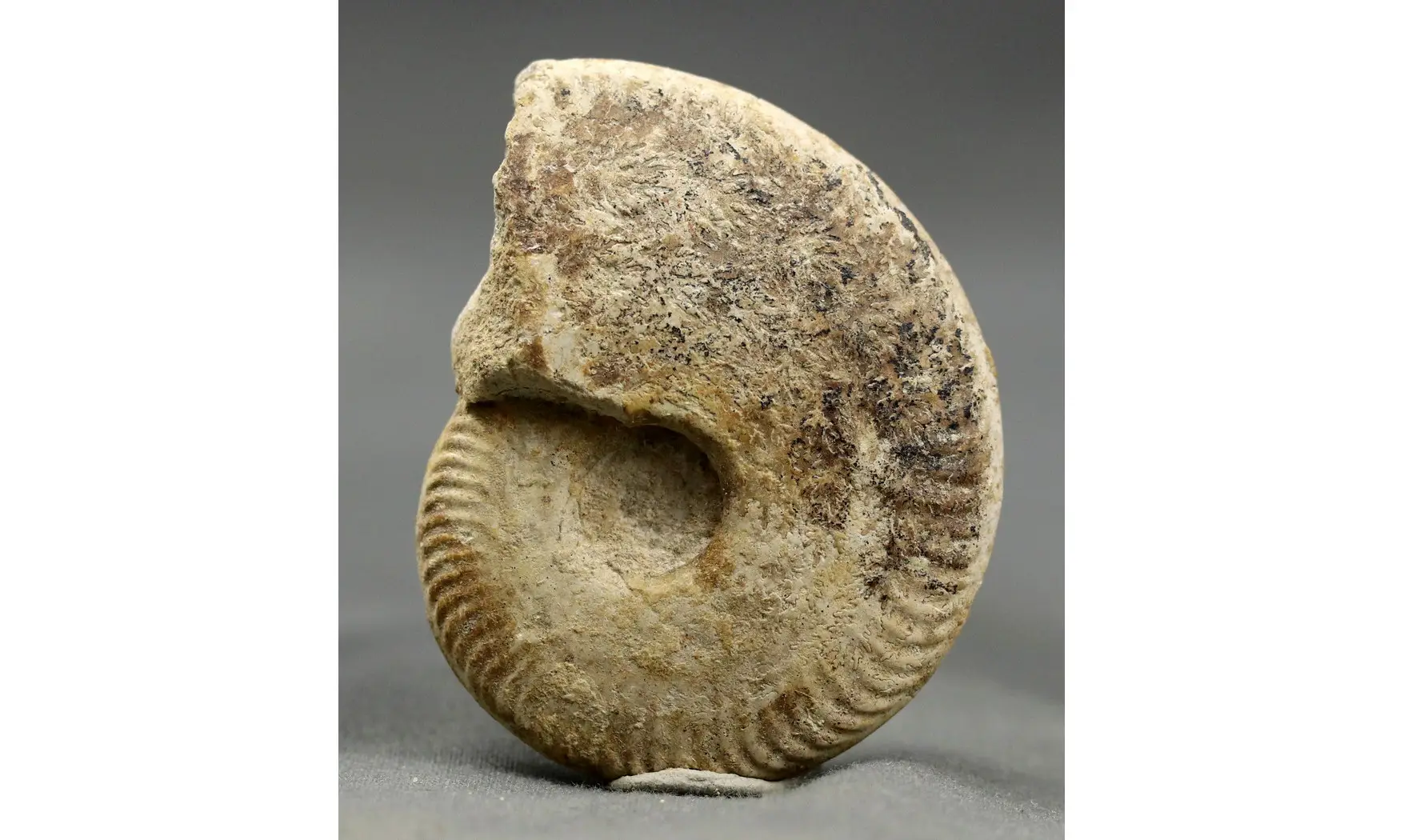 Oppelia subcostaria