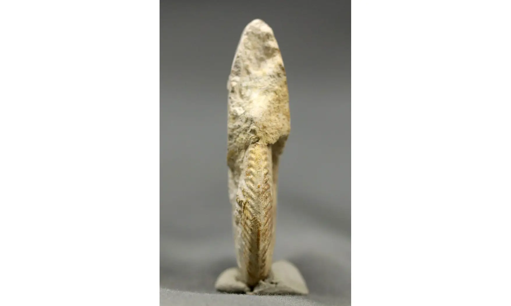 Oppelia subcostaria