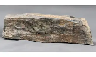 Colpocorypherouaulti
