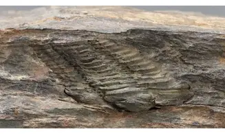 Colpocorypherouaulti
