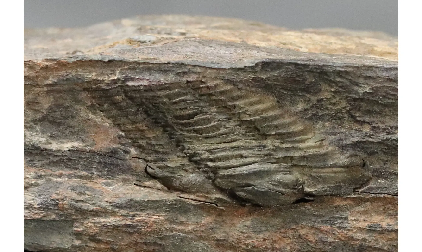 Colpocorypherouaulti