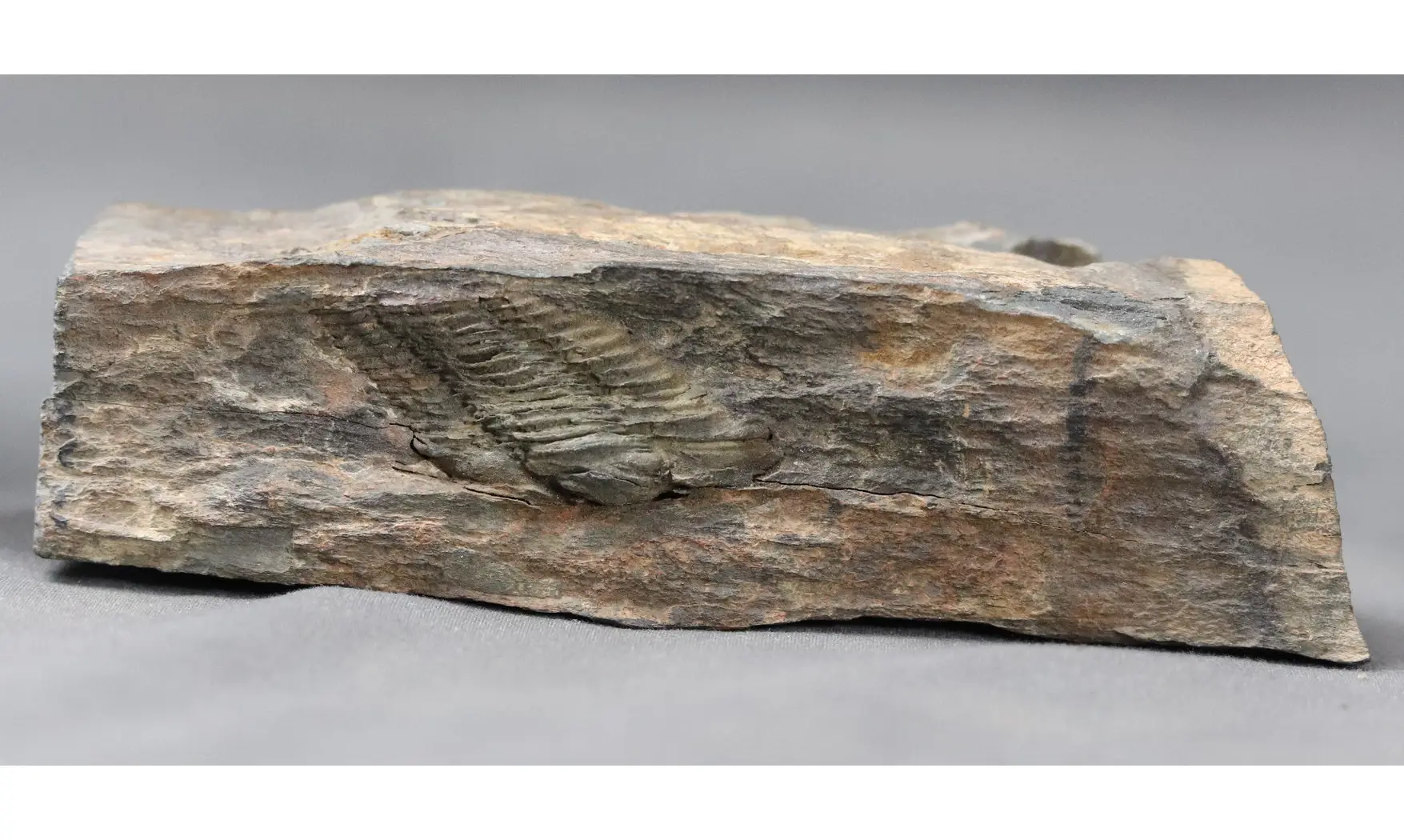 Colpocorypherouaulti