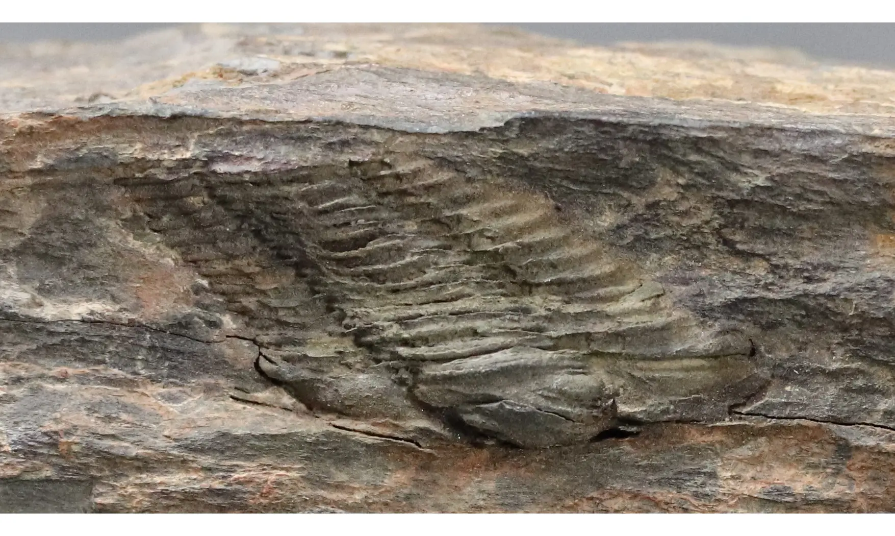 Colpocorypherouaulti