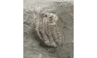 Sacrocrinus nitidus
