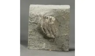 Sacrocrinus nitidus