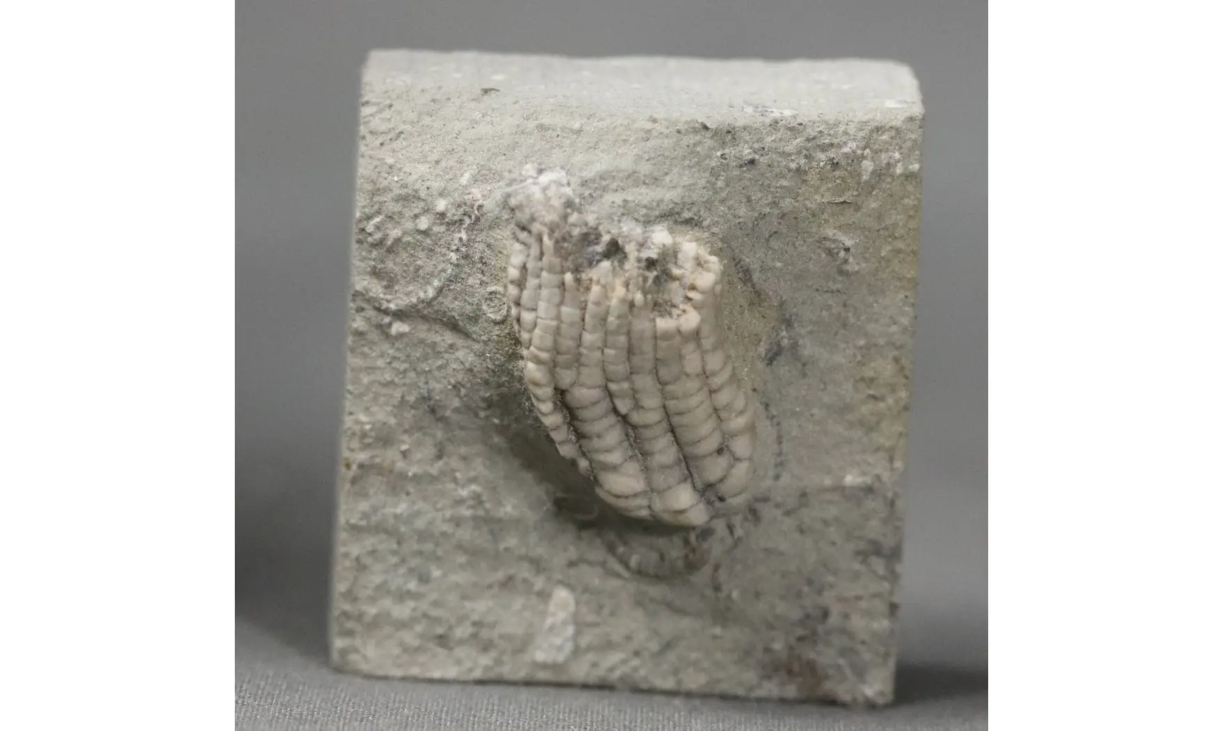 Sacrocrinus nitidus