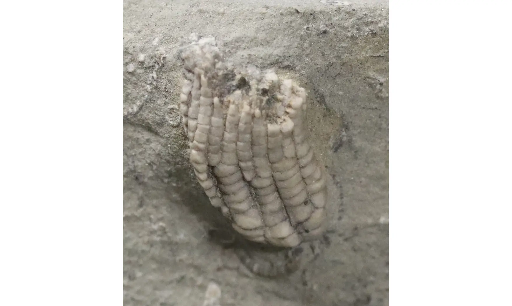Sacrocrinus nitidus
