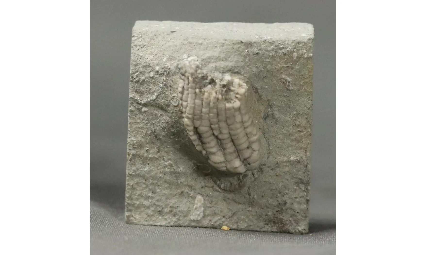 Sacrocrinus nitidus
