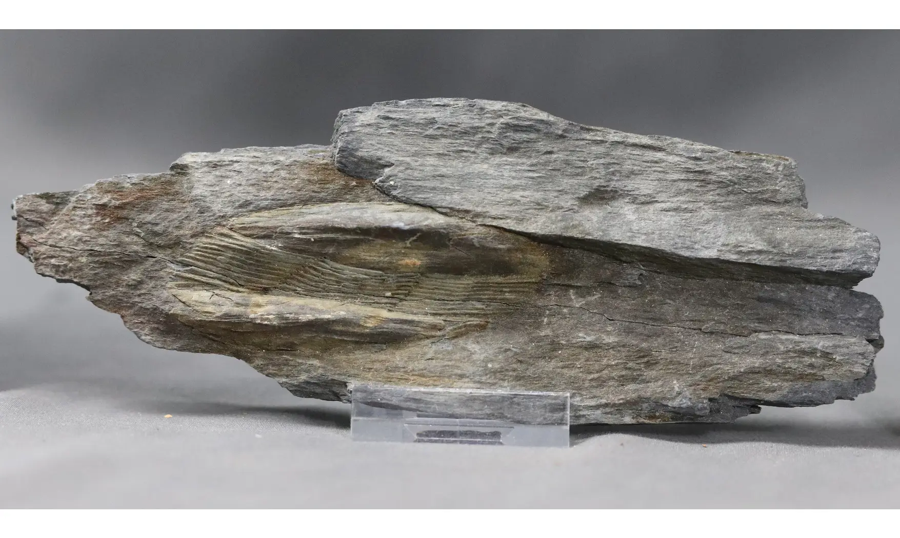 Ectillaenus Giganteus