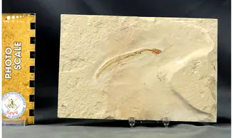 Anguillavus quadripinnis