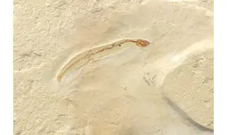 Anguillavus quadripinnis
