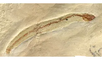 Anguillavus quadripinnis