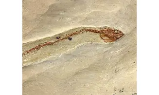 Anguillavus quadripinnis