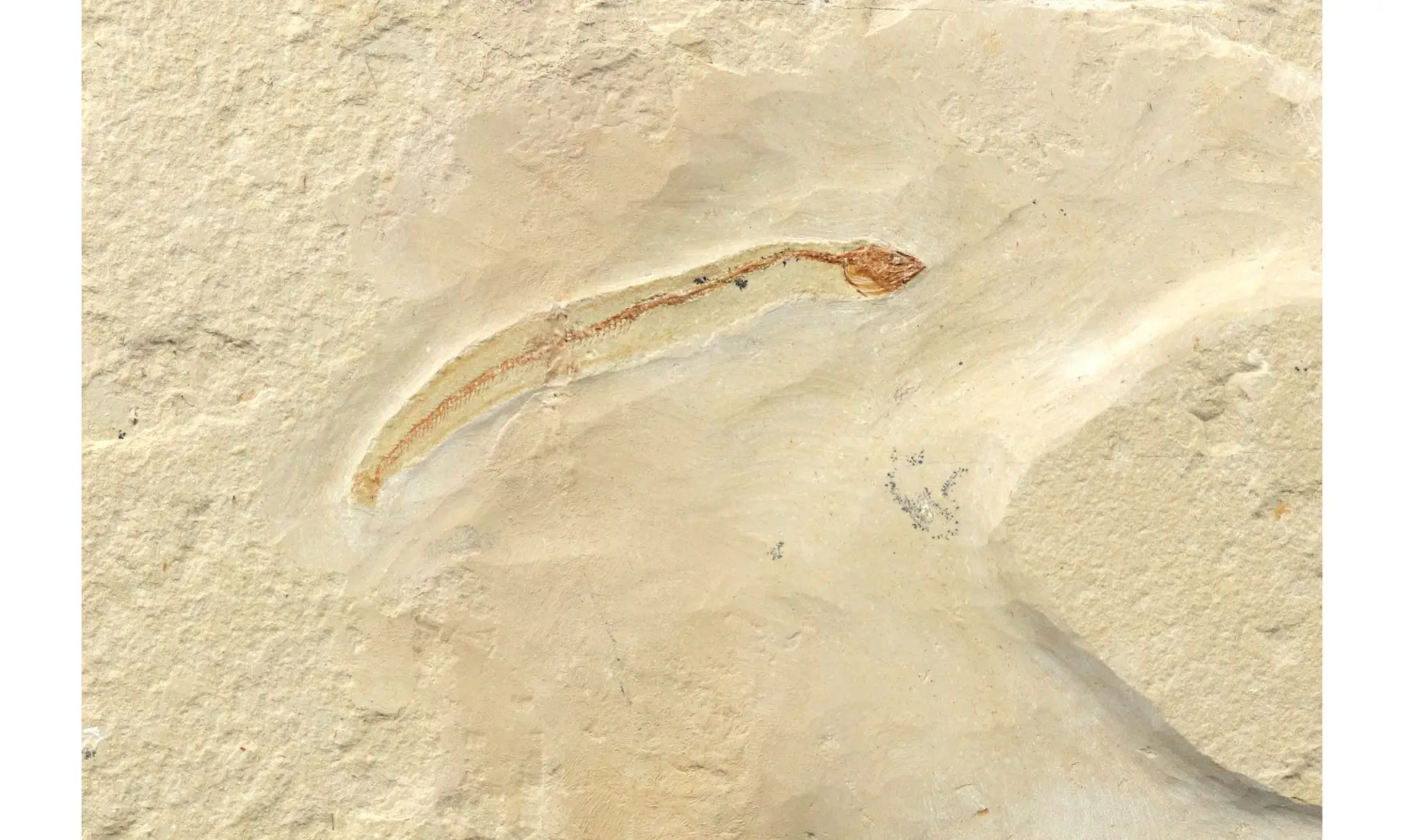 Anguillavus quadripinnis