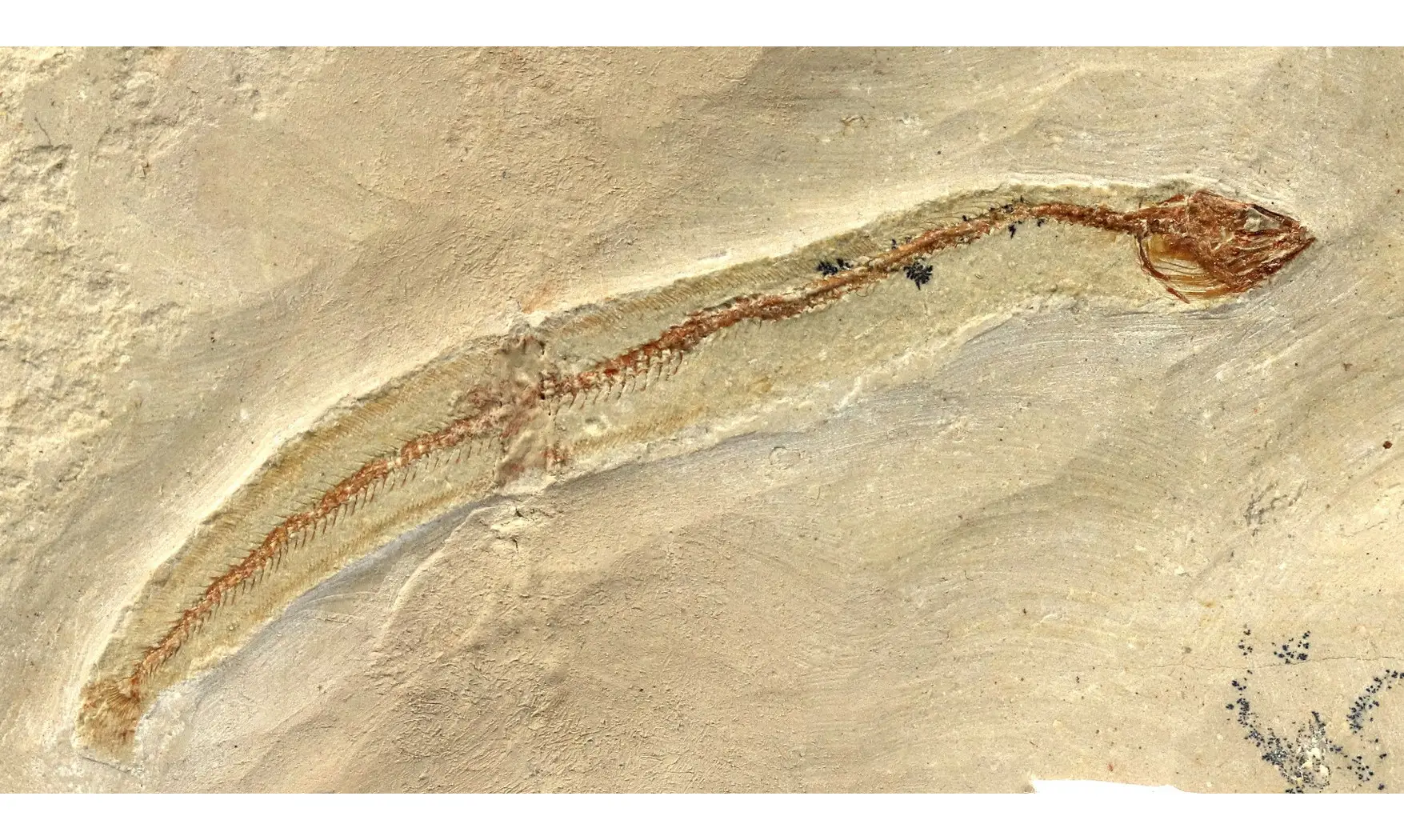 Anguillavus quadripinnis