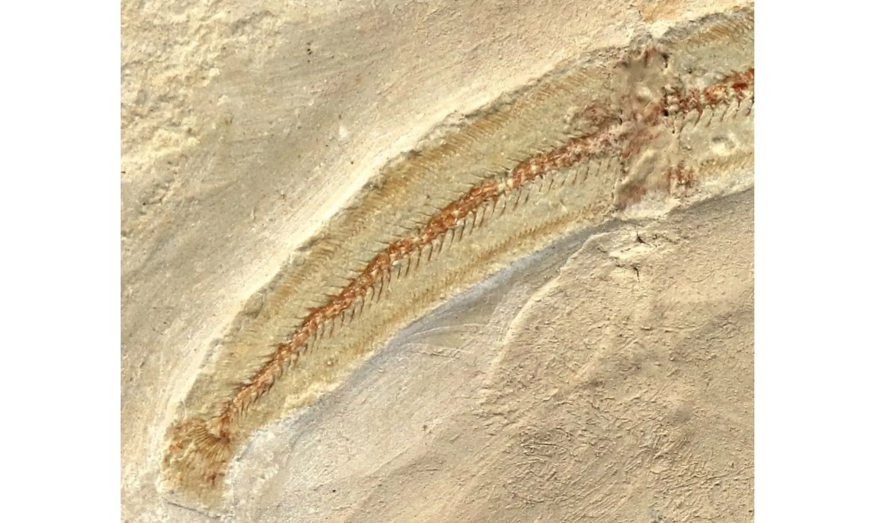 Anguillavus quadripinnis