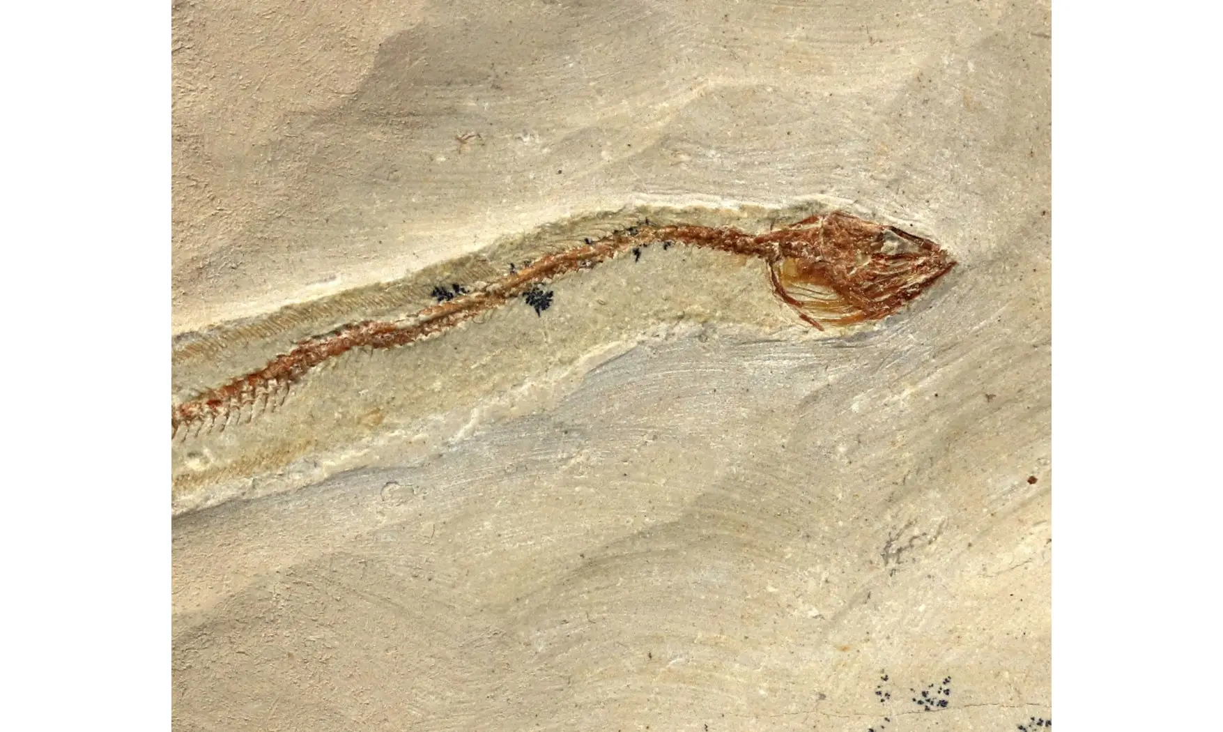 Anguillavus quadripinnis