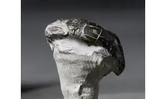 Epiaster ricordeani
