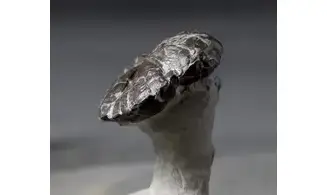 Epiaster ricordeani