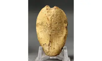 Modilius bipartitus