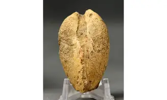 Modilius bipartitus
