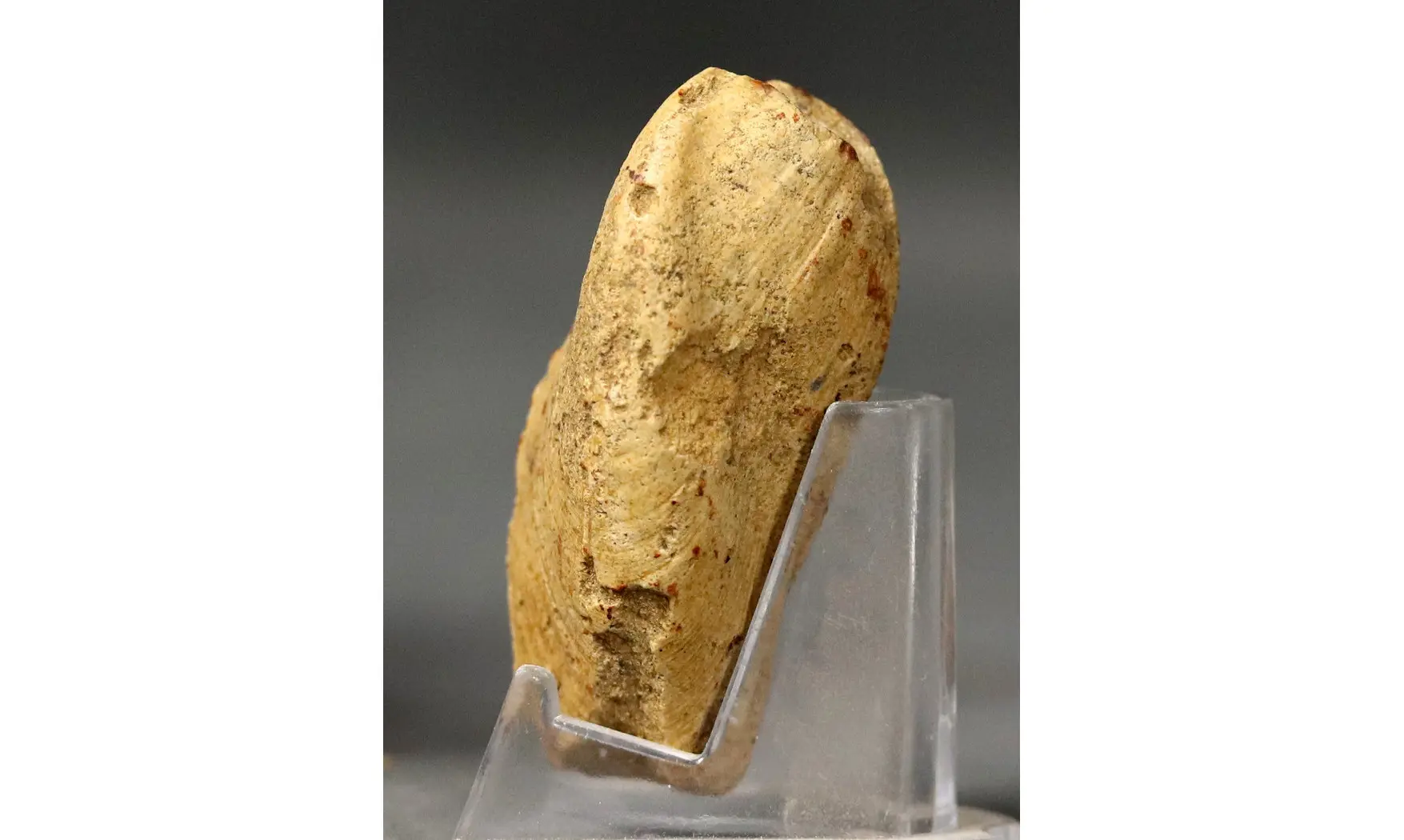 Modilius bipartitus
