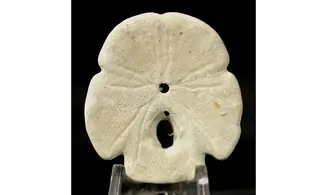 Encope macrophora