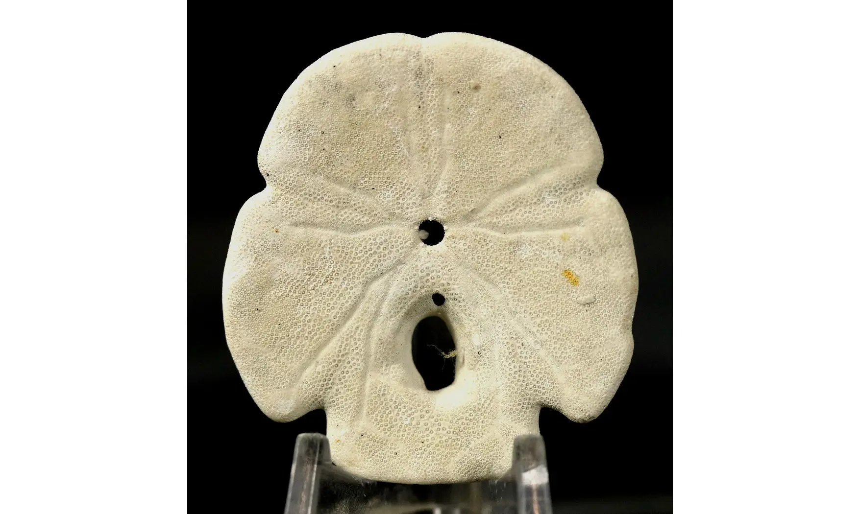 Encope macrophora