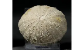 Stomechinus perlatus