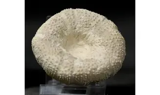 Stomechinus perlatus