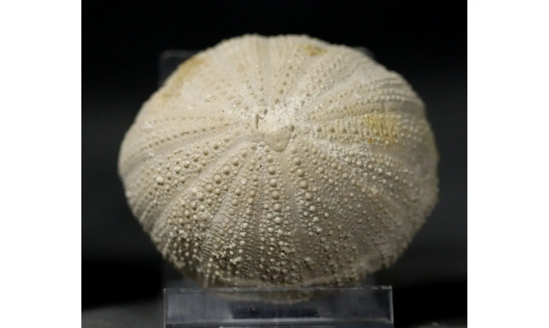 Stomechinus perlatus