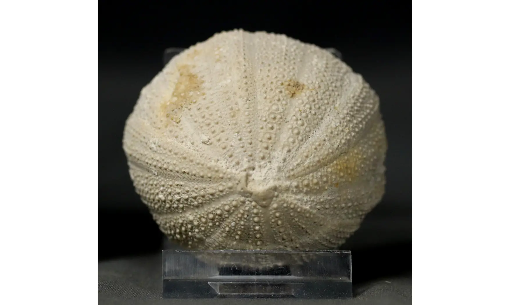 Stomechinus perlatus