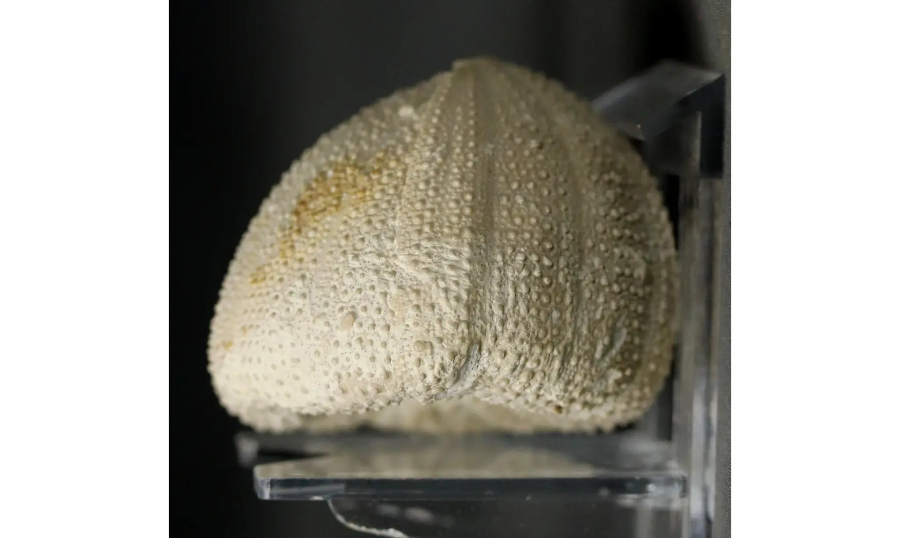 Stomechinus perlatus