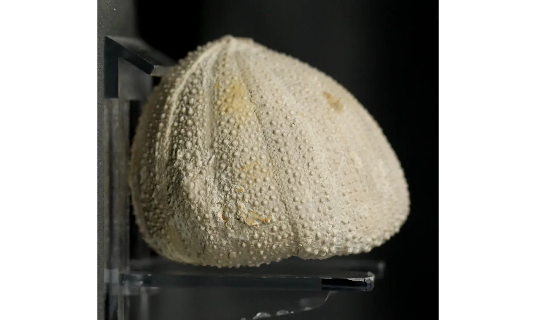 Stomechinus perlatus