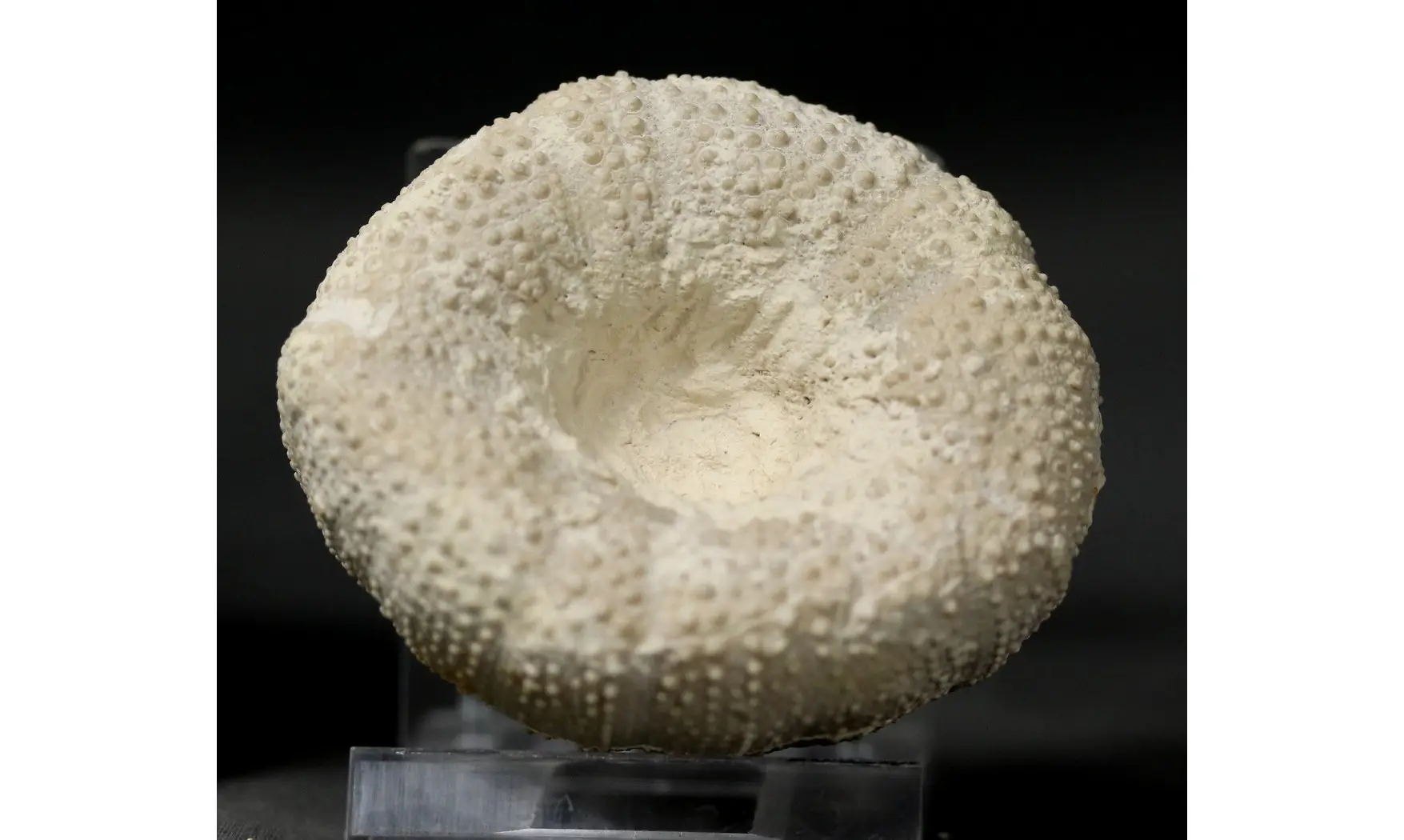 Stomechinus perlatus