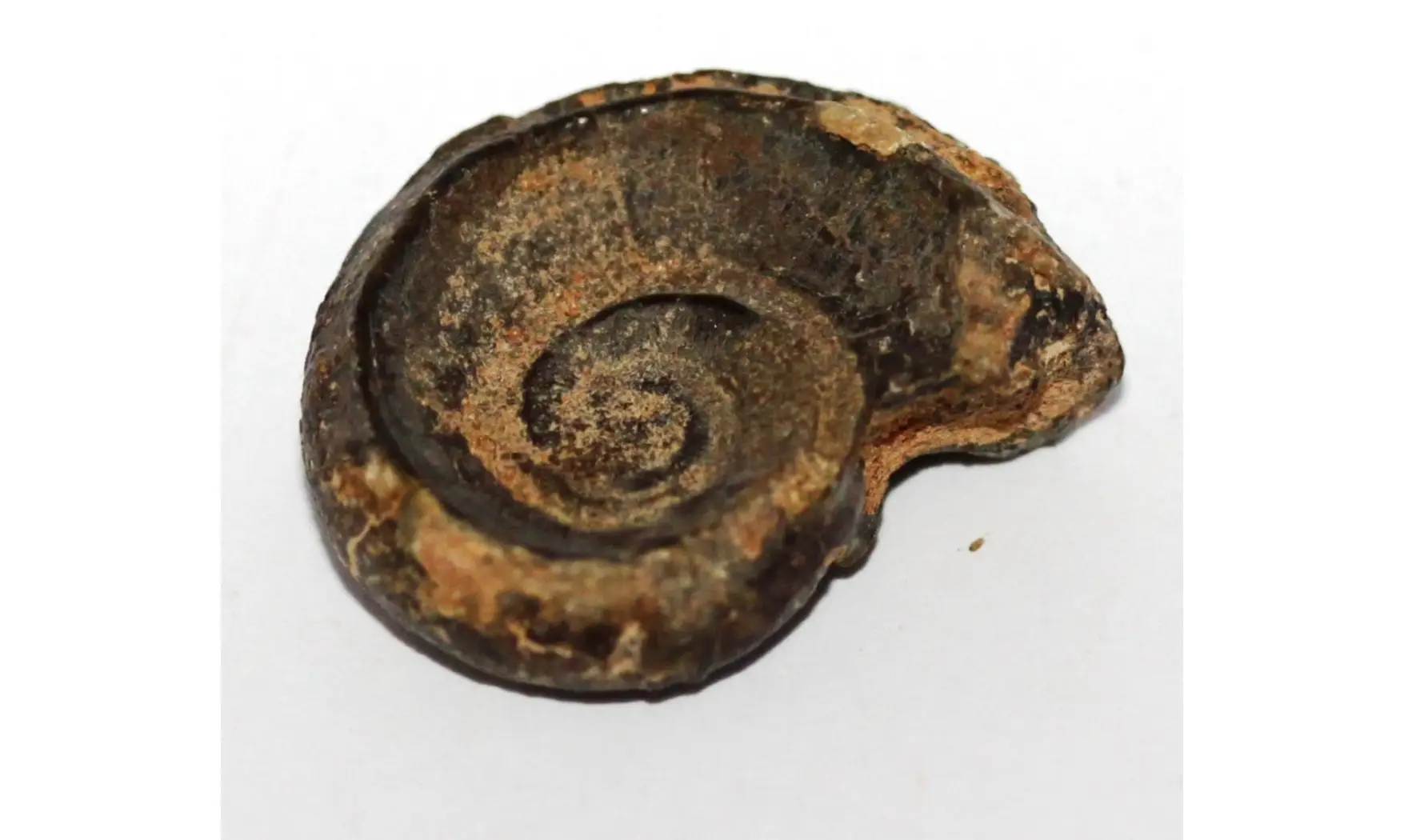 SCHIZOSTOMA AFRICANUS