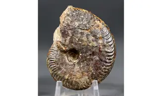 Oppelia subradiata