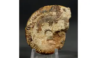 Oppelia subradiata