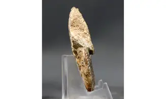 Oppelia subradiata