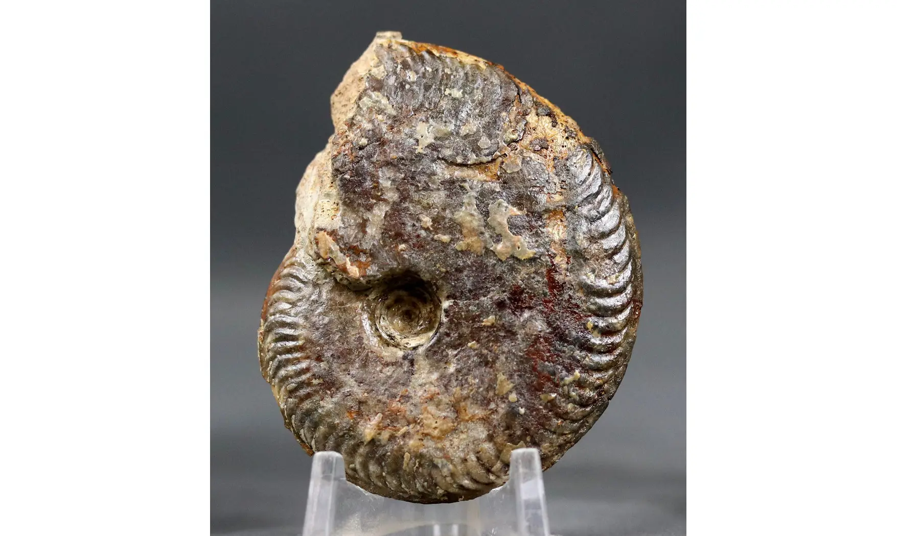 Oppelia subradiata