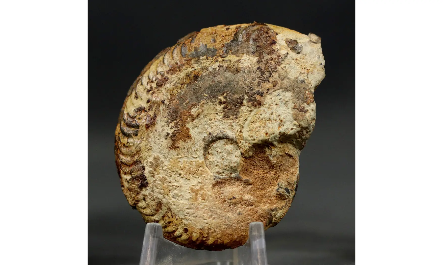 Oppelia subradiata