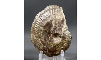 Phlycticeras dorsocavatum