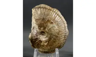 Phlycticeras dorsocavatum